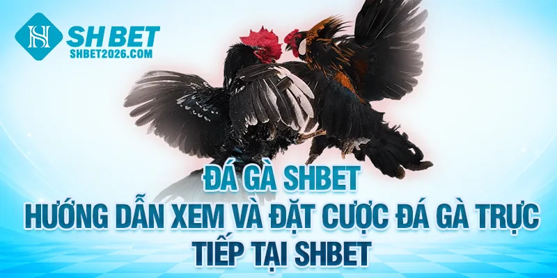 Hướng dẫn xem và đặt cược đá gà SHBET trực tiếp 24/7