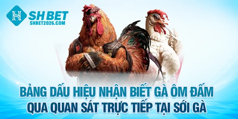Bảng dấu hiệu nhận biết gà ôm đấm qua quan sát trực tiếp tại sới gà