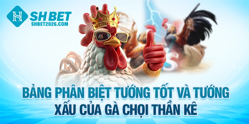 Bảng phân biệt tướng tốt và tướng xấu của gà chọi thần kê
