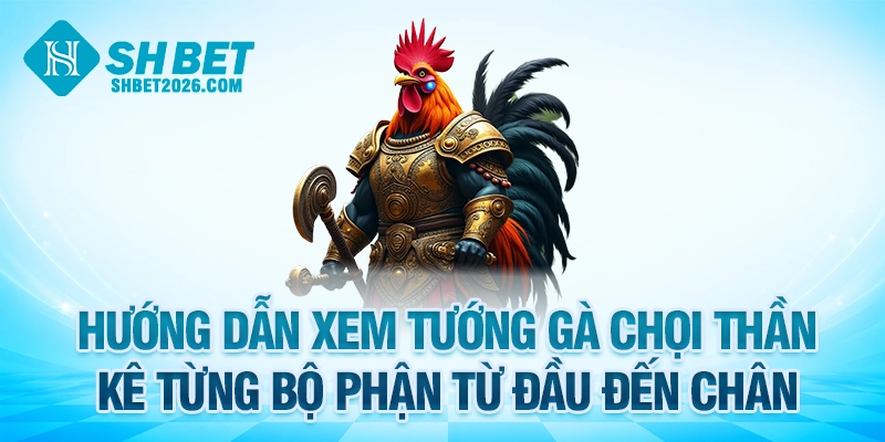 Hướng dẫn xem tướng gà chọi thần kê từng bộ phận từ đầu đến chân