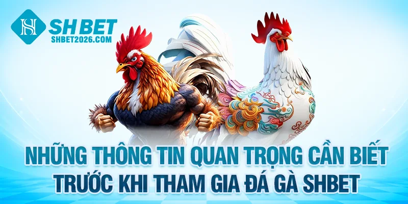 Những thông tin quan trọng cần biết trước khi tham gia đá gà SHBET