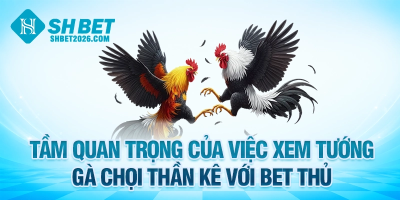 Tầm quan trọng của cách xem tướng gà chọi thần kê với bet thủ